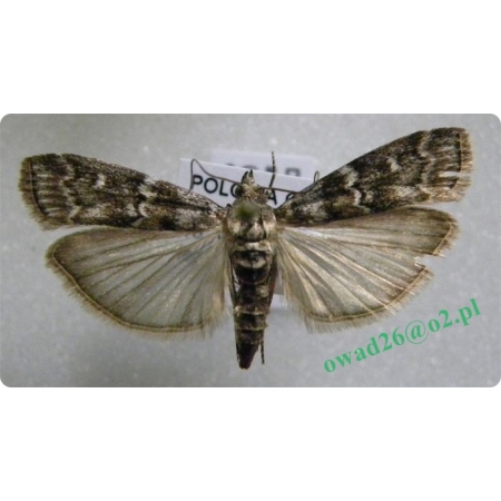 Dioryctria abietella (Denis & Schiffermüller, 1775)